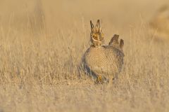 Lesser Prairie Chicken, Tympanuchus pallidicinctus