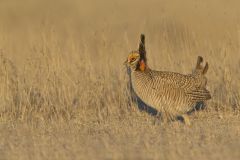 Lesser Prairie Chicken, Tympanuchus pallidicinctus