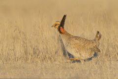 Lesser Prairie Chicken, Tympanuchus pallidicinctus