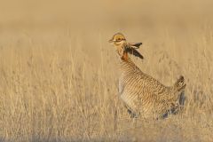 Lesser Prairie Chicken, Tympanuchus pallidicinctus