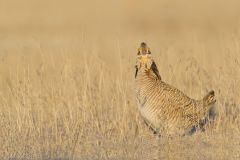 Lesser Prairie Chicken, Tympanuchus pallidicinctus