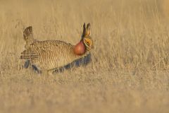 Lesser Prairie Chicken, Tympanuchus pallidicinctus