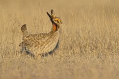 Lesser Prairie Chicken, Tympanuchus pallidicinctus