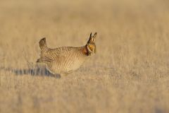 Lesser Prairie Chicken, Tympanuchus pallidicinctus