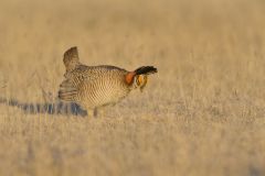 Lesser Prairie Chicken, Tympanuchus pallidicinctus