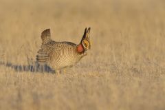 Lesser Prairie Chicken, Tympanuchus pallidicinctus