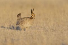 Lesser Prairie Chicken, Tympanuchus pallidicinctus