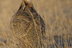 Lesser Prairie Chicken, Tympanuchus pallidicinctus