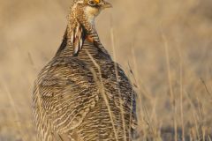 Lesser Prairie Chicken, Tympanuchus pallidicinctus