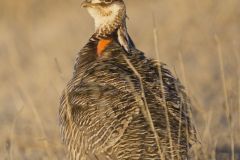 Lesser Prairie Chicken, Tympanuchus pallidicinctus