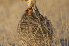 Lesser Prairie Chicken, Tympanuchus pallidicinctus