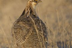 Lesser Prairie Chicken, Tympanuchus pallidicinctus