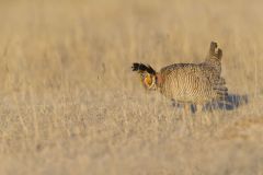 Lesser Prairie Chicken, Tympanuchus pallidicinctus