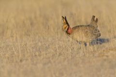 Lesser Prairie Chicken, Tympanuchus pallidicinctus