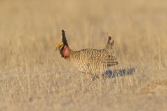 Lesser Prairie Chicken, Tympanuchus pallidicinctus