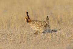 Lesser Prairie Chicken, Tympanuchus pallidicinctus