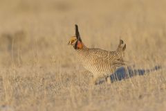 Lesser Prairie Chicken, Tympanuchus pallidicinctus