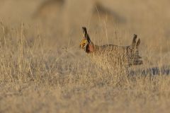 Lesser Prairie Chicken, Tympanuchus pallidicinctus