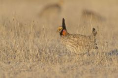 Lesser Prairie Chicken, Tympanuchus pallidicinctus