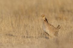 Lesser Prairie Chicken, Tympanuchus pallidicinctus