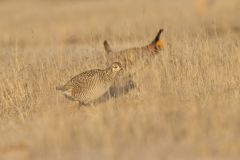 Lesser Prairie Chicken, Tympanuchus pallidicinctus