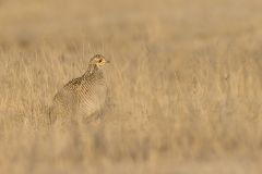 Lesser Prairie Chicken, Tympanuchus pallidicinctus