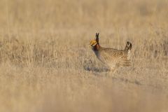 Lesser Prairie Chicken, Tympanuchus pallidicinctus