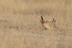 Lesser Prairie Chicken, Tympanuchus pallidicinctus