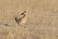 Lesser Prairie Chicken, Tympanuchus pallidicinctus