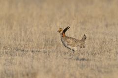 Lesser Prairie Chicken, Tympanuchus pallidicinctus