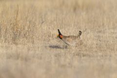 Lesser Prairie Chicken, Tympanuchus pallidicinctus