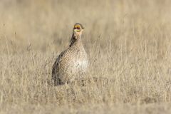 Lesser Prairie Chicken, Tympanuchus pallidicinctus