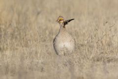 Lesser Prairie Chicken, Tympanuchus pallidicinctus