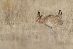 Lesser Prairie Chicken, Tympanuchus pallidicinctus