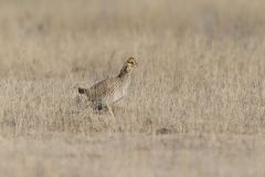 Lesser Prairie Chicken, Tympanuchus pallidicinctus