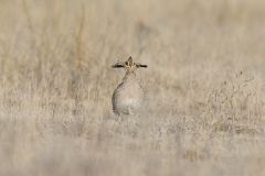 Lesser Prairie Chicken, Tympanuchus pallidicinctus