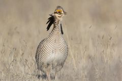 Lesser Prairie Chicken, Tympanuchus pallidicinctus