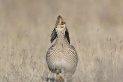 Lesser Prairie Chicken, Tympanuchus pallidicinctus