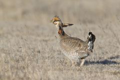 Lesser Prairie Chicken, Tympanuchus pallidicinctus