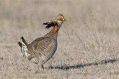 Lesser Prairie Chicken, Tympanuchus pallidicinctus