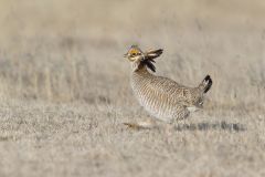 Lesser Prairie Chicken, Tympanuchus pallidicinctus