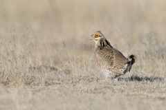 Lesser Prairie Chicken, Tympanuchus pallidicinctus