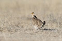 Lesser Prairie Chicken, Tympanuchus pallidicinctus