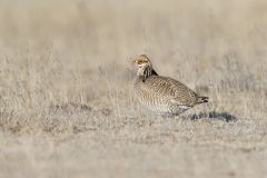 Lesser Prairie Chicken, Tympanuchus pallidicinctus