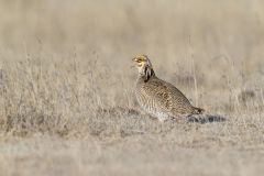 Lesser Prairie Chicken, Tympanuchus pallidicinctus