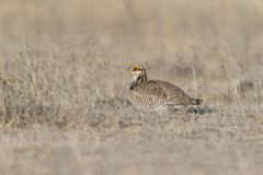 Lesser Prairie Chicken, Tympanuchus pallidicinctus