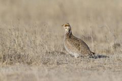 Lesser Prairie Chicken, Tympanuchus pallidicinctus