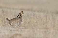 Lesser Prairie Chicken, Tympanuchus pallidicinctus