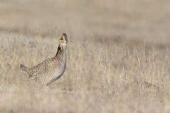 Lesser Prairie Chicken, Tympanuchus pallidicinctus