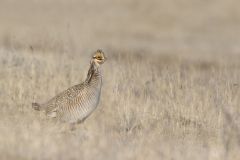 Lesser Prairie Chicken, Tympanuchus pallidicinctus